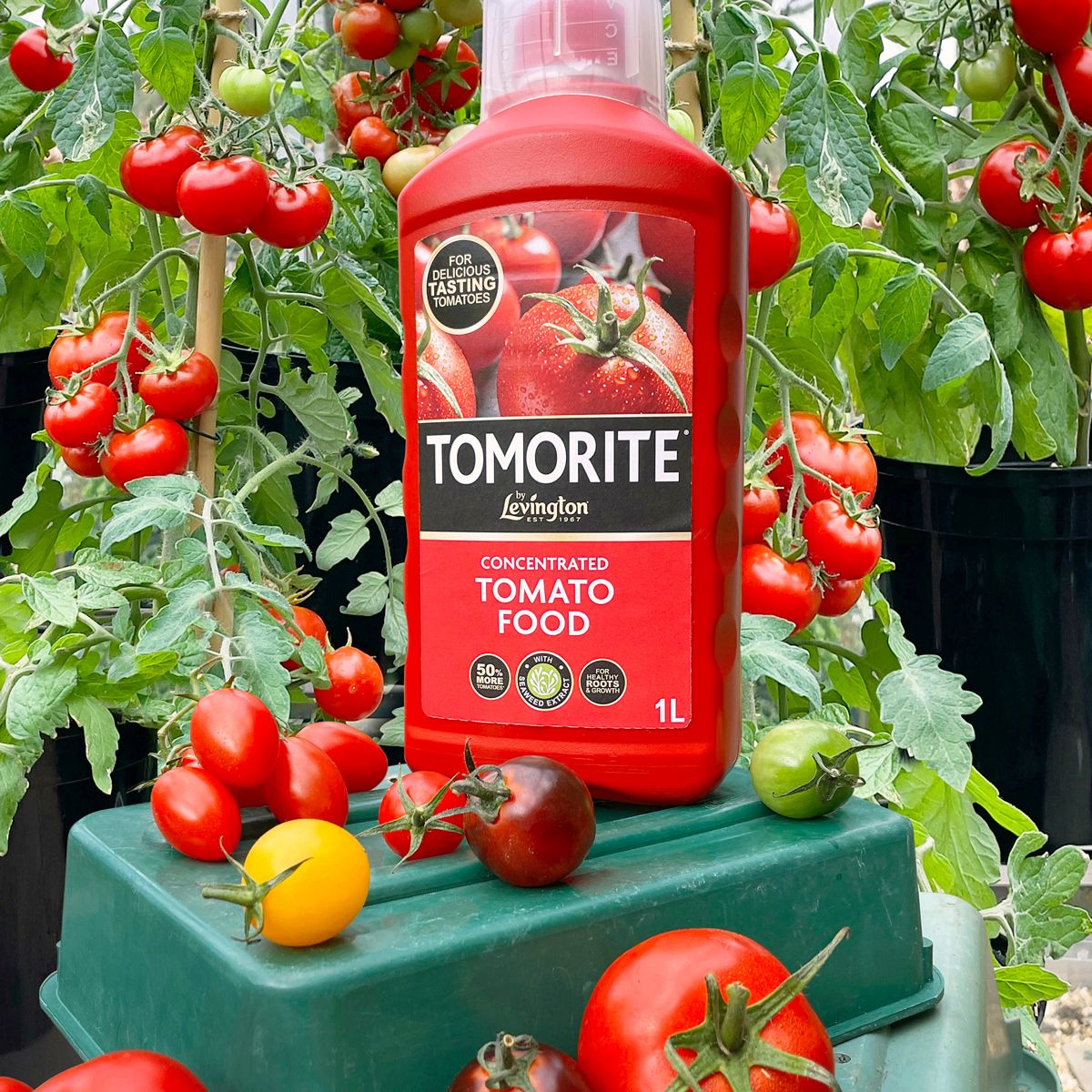 Levington Tomorite Concentrated Tomato Food - 1L